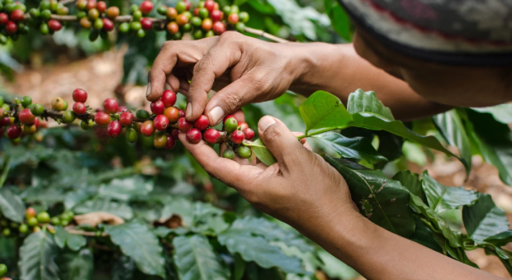 Coffee Tour En Medellín – Experiencia Cafetera Tour Del Café, ¡Empaca tu maleta y vámonos el viernes 28 de julio de 2023!