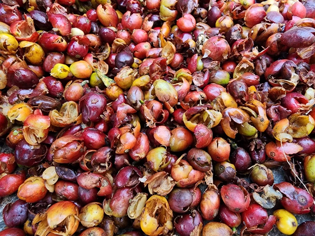 Coffee Tour En Medellín – Experiencia Cafetera Tour Del Café, ¡Comparte en familia el jueves 14 de septiembre de 2023!