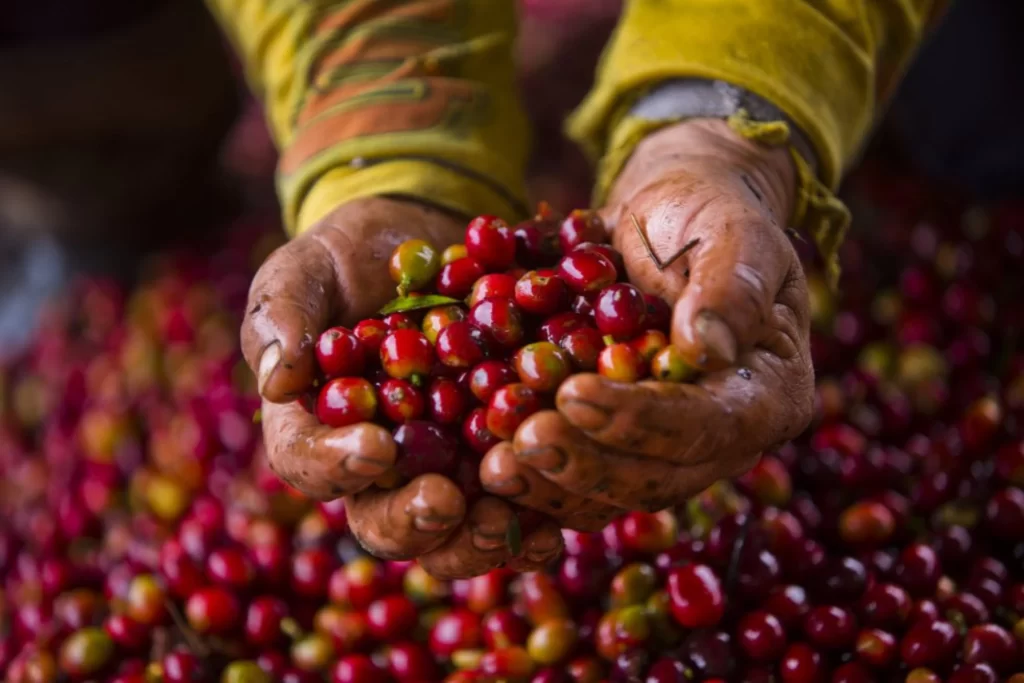 Coffee Tour En Medellín – Experiencia Cafetera Tour Del Café, ¡Atrévete y viajemos el martes 26 de septiembre de 2023!