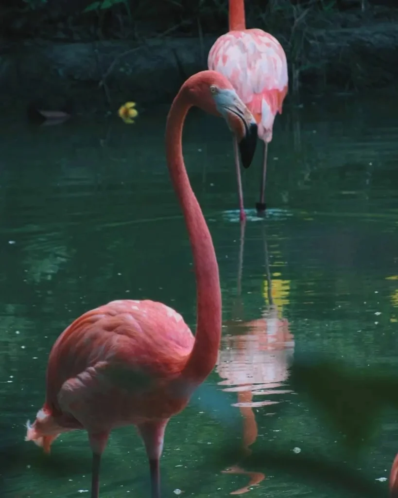 Tour A La Hacienda Nápoles Con Ingreso A La Sabana Africana Museo Y Zonas Húmedas Atrévete y viajemos el sábado 4 de mayo de 2024nbspAgencia de Viajes fantasytours Planes turísticos en Santa Fe de Antioquia Medellín Guatapé y Nápoles